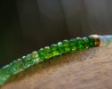 Welo Ethiopian Opal Bracelet With Chromde Diopside, Green Kyanite and Green Apatite