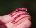- Solid Gold 14K Rubellite Pink Tourmaline Earrings, Modern Linear Gemstone Earrings